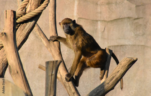 Singe grimpeur
