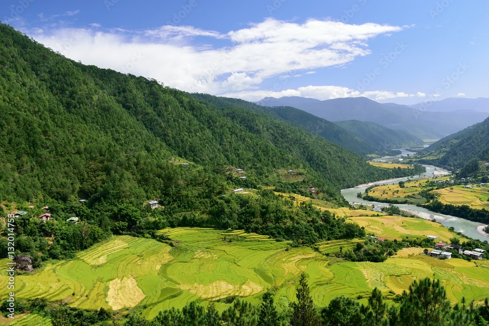 Terraced paddy fields in the Punakha valley with the Mo Chu river flowing alongside