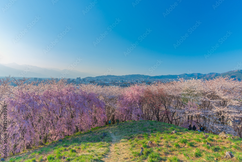 Wall of Cherry blossom