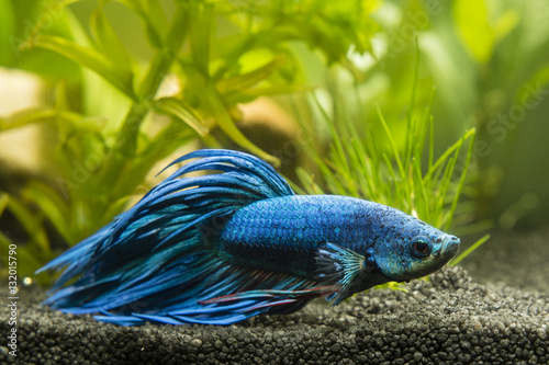 Fish Warrior blue.