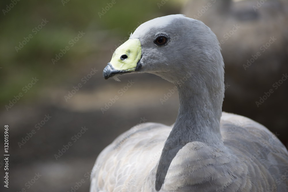 Cape Barren Goose (Cereopsis Novaehollandiae) - Head Only Cape Barren Goose (Cereopsis Novaehollandiae) - Head Only