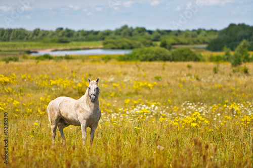 Fototapeta Naklejka Na Ścianę i Meble -  Horse on the summer field
