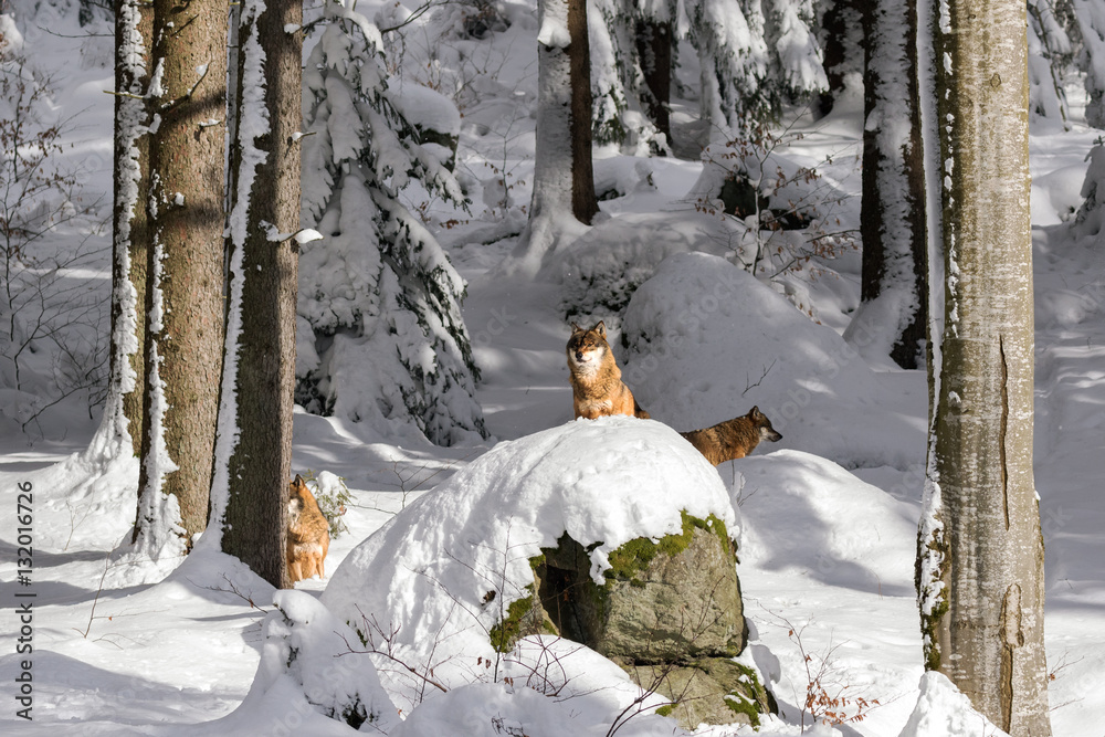 Fototapeta premium Lupi nella foresta