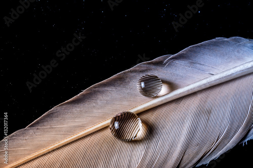 Drop of water on feather with gradient macro texture on black night sky background with stars