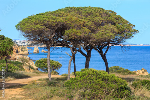 Pine trees on ocean shore.