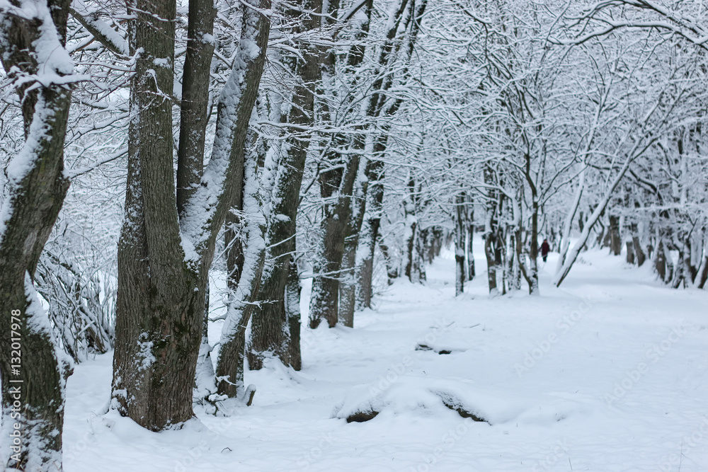 winter snow on tree PARK