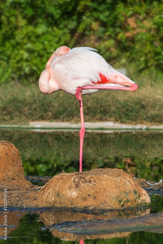 Obraz premium Greater flamingo resting
