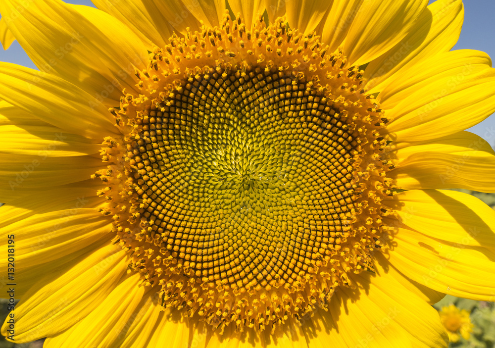 Closeup of Yellow Sunflower Closeup of Yellow Sunflower