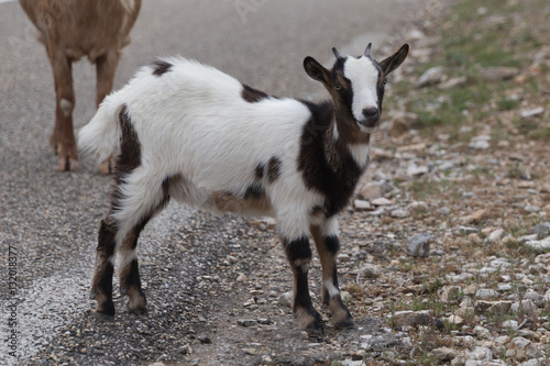 Capra aegagrus (Chèvre sauvage)