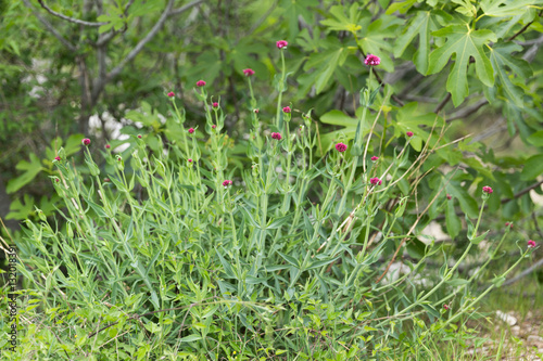 Centranthus ruber (Valériane rouge)