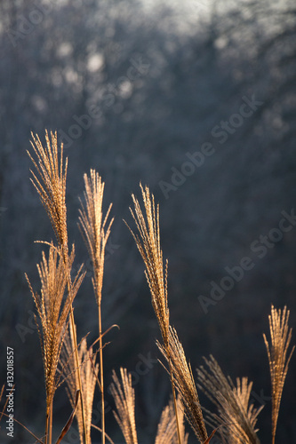Golden weeds
