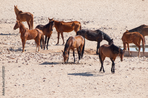 The Namib Desert feral horses herd at waterhole near Aus, Namibia, Africa.