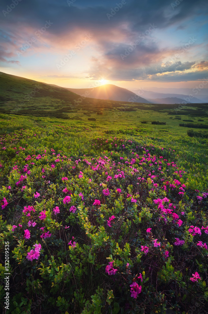 Flowers on the mountain field during sunrise. Beautiful natural landscape in the summer time