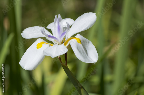 Fototapeta Naklejka Na Ścianę i Meble -  Dietes Grandiflora flower, Large Wild Iris, Fairy Iris