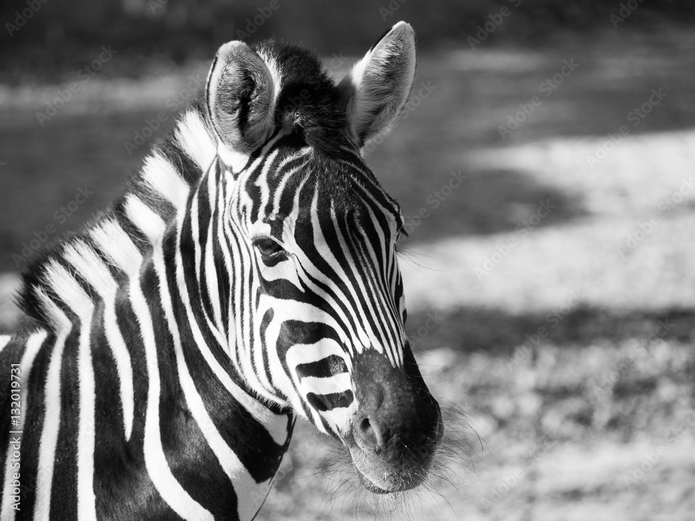 Φωτογραφία Close-up portrait of Chapman's zebra, Equus quagga chapmanni, in black and white