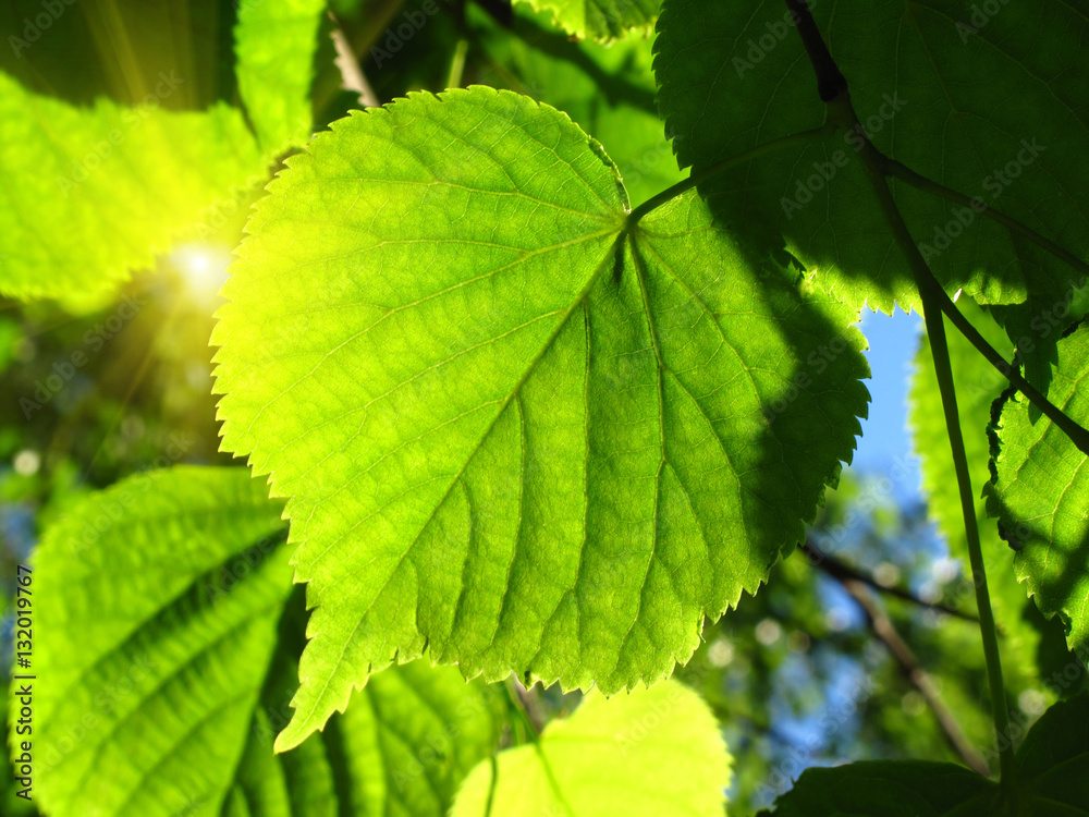 Fresh green leaf and sunlight Fresh green leaf and sunlight