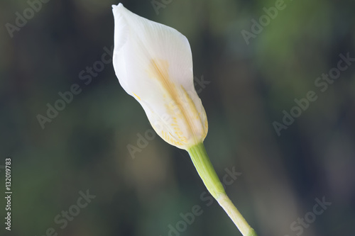 Fototapeta Naklejka Na Ścianę i Meble -  Dietes Grandiflora Flower Bud, Large Wild Iris, Fairy Iris