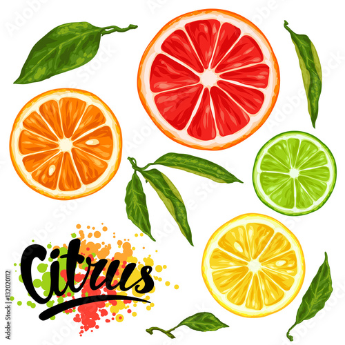 Set with citrus fruits slices. Mix of lemon lime grapefruit and orange