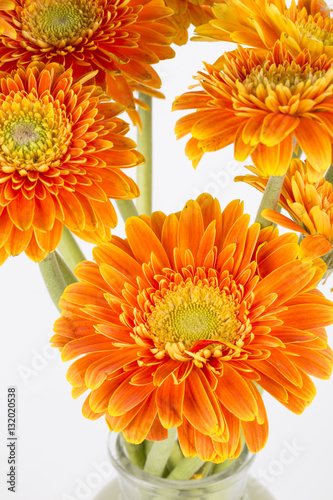 Yellow flower Barberton daisy closeup on the white background