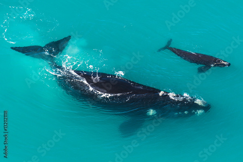 Southern right whale with calf in shallow water, South Africa