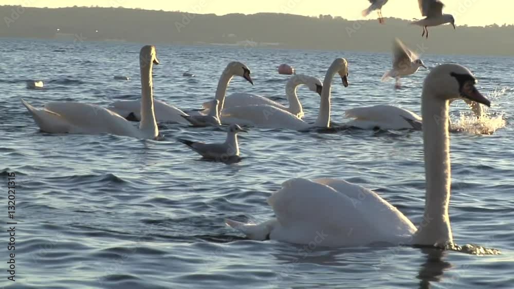 Cigni e gabbiani in volo sul lago di Bracciano, Italia