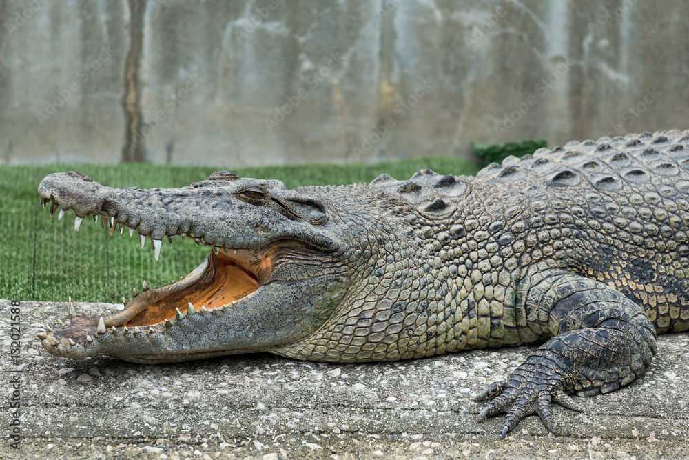 Obraz premium Crocodile with open mouth