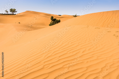some shrubs in the Dunes of Mhamid  Sahara   Morocco