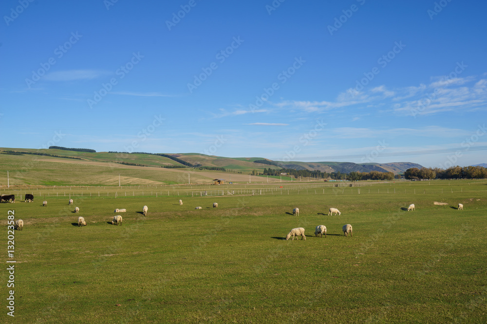 Scenic View Of Hilly Green Pasture. Canterbury, New Zealand