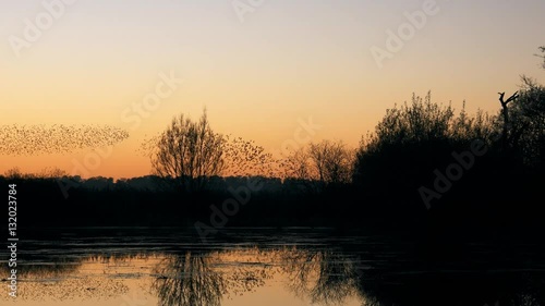 wildlife wonder - murmuration flock of starlings flying  - Gnosall, England - December 2016