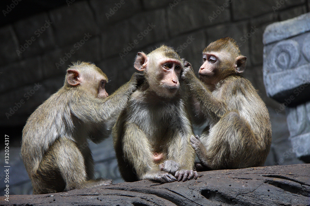 Fototapeta premium Monkeys