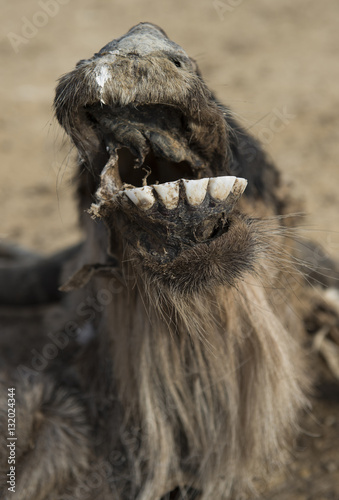 Dead Wildebeest jaw
