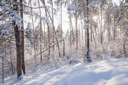 Winter bright white frozen pine trees forest taiga in snow Altai Mountains, Siberia, Russia