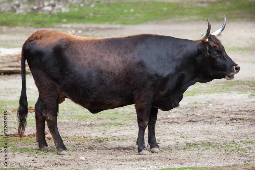 Heck cattle (Bos primigenius taurus) Heck cattle (Bos primigenius taurus)