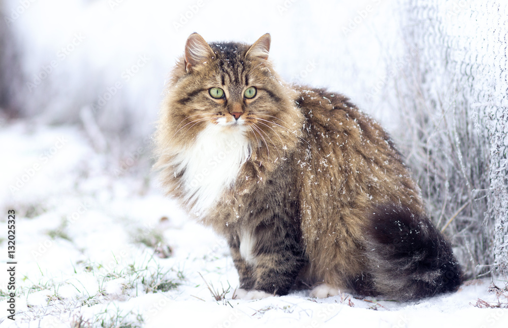 Naklejka premium zimowy portret kota syberyjskiego