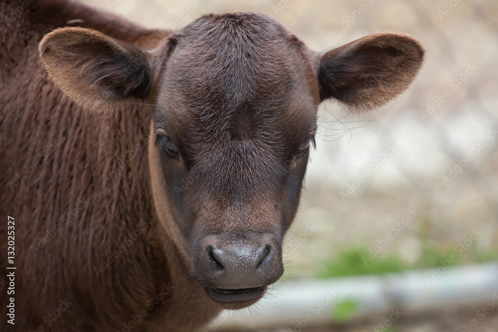 Dahomey dwarf cattle (Bos primigenius taurus). Dahomey dwarf cattle (Bos primigenius taurus).