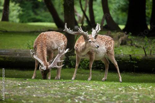 Persian fallow deer  Dama dama mesopotamica .