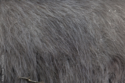 Llama (Lama glama). Fur texture
