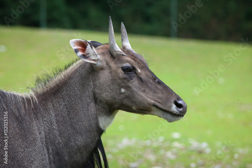 Nilgai (Boselaphus tragocamelus) photo