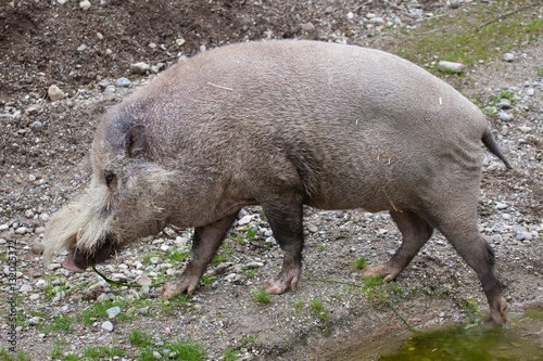 Bornean bearded pig  Sus barbatus 