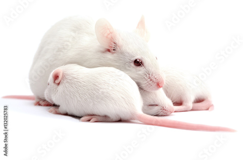 White laboratory mice: mother with  pups; isolated