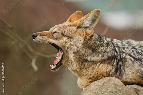 Black backed jackal is resting in the nature habitat, african fauna, great portrait close up to the animal photo