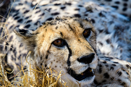 Canvas Print close up of the face of a cheetah