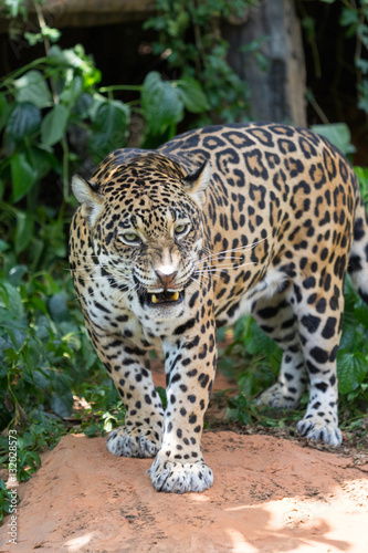 Leopards are ambush prey © wannasak