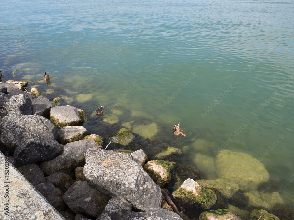tres patos bocabajo buceando en Cortaillod es una comuna suiza del cantón de Neuchâtel, situada en el distrito de Boudry, a orillas del lago de Neuchâtel. Verano 2016