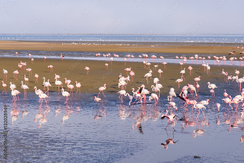 Fototapeta premium Group of pink flamingos on the sea at Walvis Bay, the atlantic coast of Namibia, Africa.