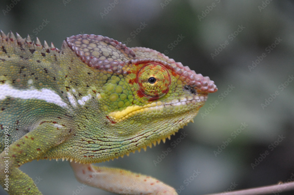 Obraz premium Chameleon Madagascar