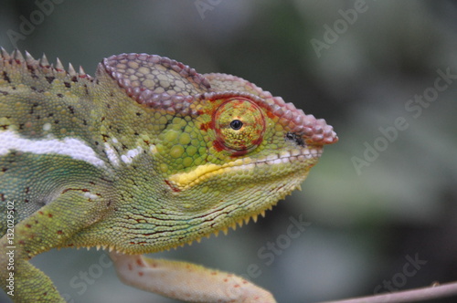 Chameleon Madagascar