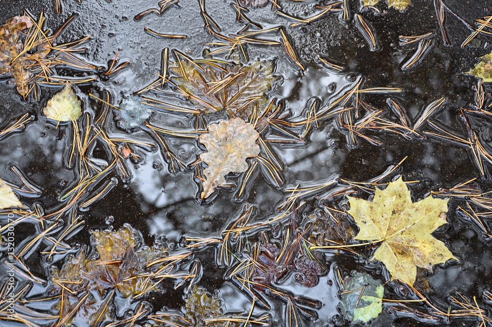 Autumn background. Maple and oak leaves and pine needles in a puddle on the pavement.