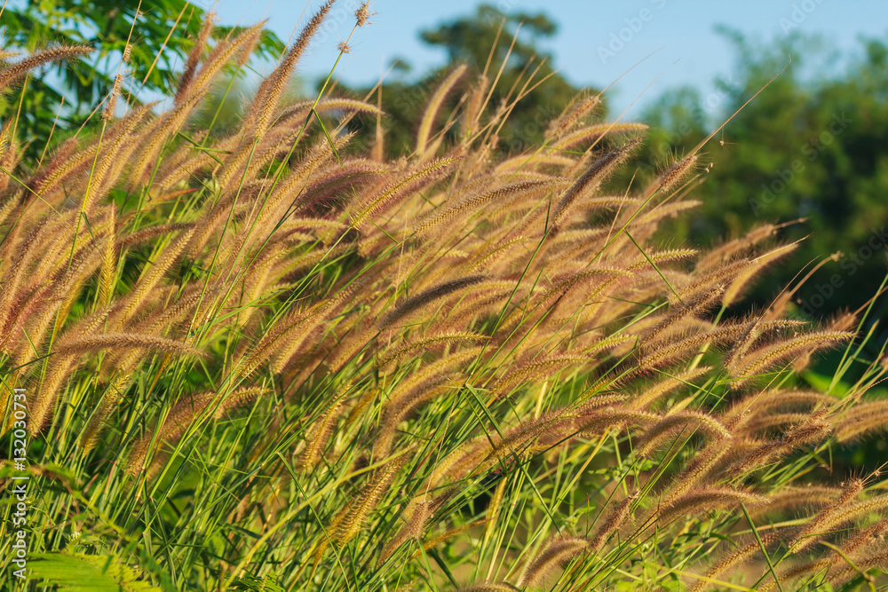 Grass Grass