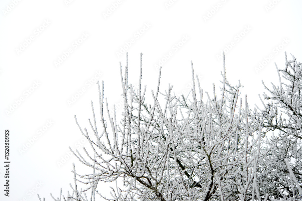 Obraz premium Bäume im Winter